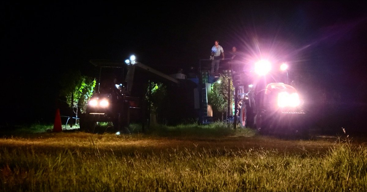 JustinW_Allen's tweet photo. Been harvesting with the vineyard crew at Augusta Vin Winery this morning in Fredericksburg, TX. #augustavin #grapes #wine #texaswine #texasvineyard #agriculture #harvest2020 #simplot #gotexan #vineyard #earlymorning #Thursday #justagthings #fruitsoflabor #crushingit #harvest #TX https://t.co/aUtukpsMZz
