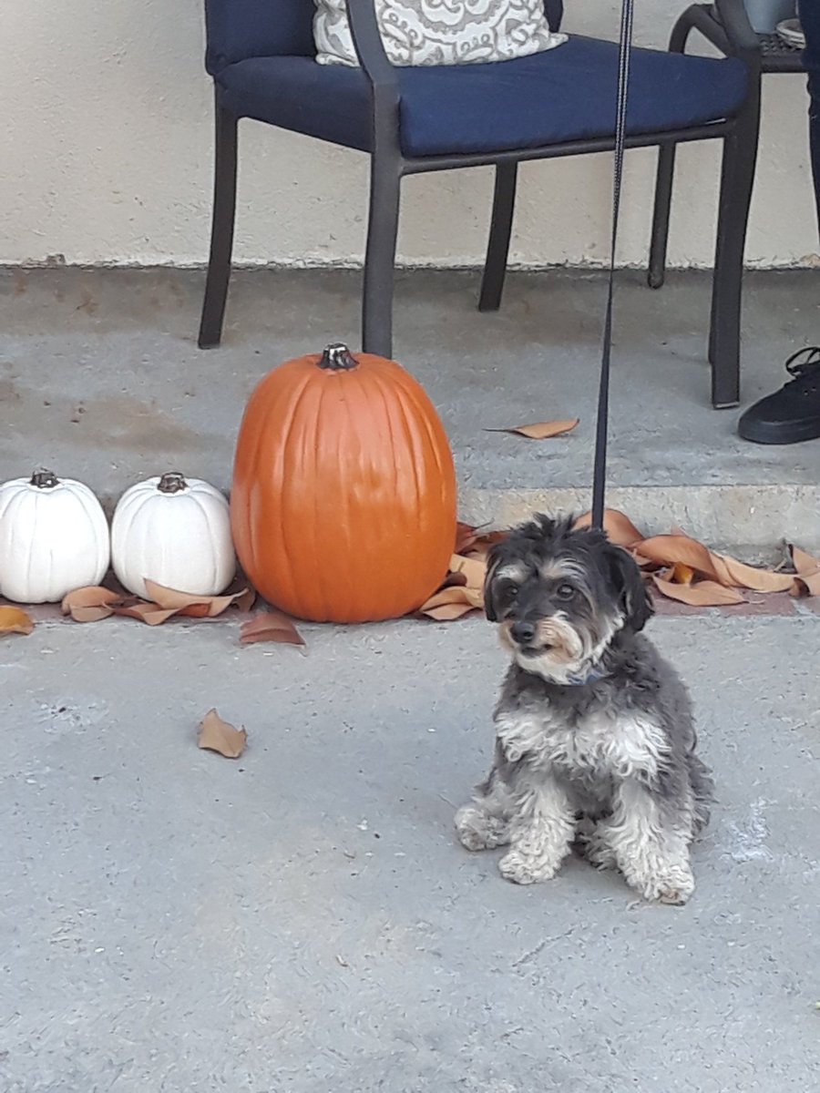 JavierQ08016276's tweet photo. @Teeqo My dog https://t.co/UI3YKma4Cu