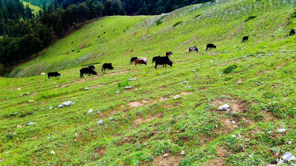 Every year thousands of pilgrims across Jammu Division visit there. One can enjoy the splendid view meadows and snow covered mountains and many migratory sheeps, goats to accompany you