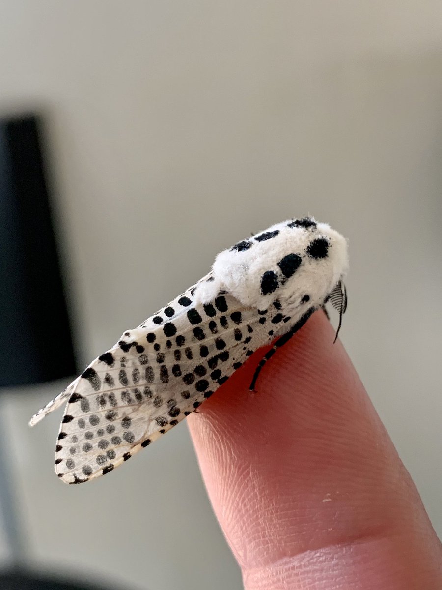 HConservation's tweet photo. When you find something so lovely and have to run back to the office for your phone! #hawkmoth #leopardmoth @Moth_Week https://t.co/UAQCdqyWJz