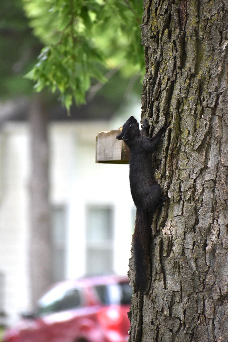 ourboomerblog's tweet photo. Our series of articles on Marysville will begin on August 4th. We can’t wait to share the fun we found in the “Black Squirrel Capital of Kansas”.
@visitmarysville @KansasTourism @TravelKS
#blacksquirrel #Nuts4Marysville #noplacelikeks #visitlikealocal #socialloveproject https://t.co/8OfRx2lDvC