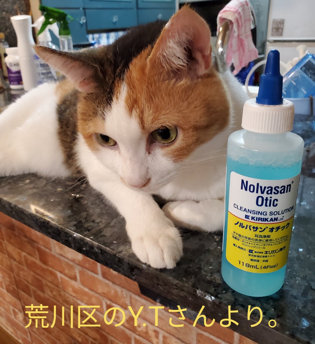 groupnyago's tweet photo. 本日荒川区のY.Tさんより耳ケアのノルバサンオチックをいただきました。必需品の1つでとても有難いです。ありがとうございました。
少し便も形がでるようになり、治ったらワクチン1回目をうちに行こうと思ってます。
ご支援誠にありがとうございます。
#猫物資　#猫保護 　#地域猫 https://t.co/xMvkVKPwnE