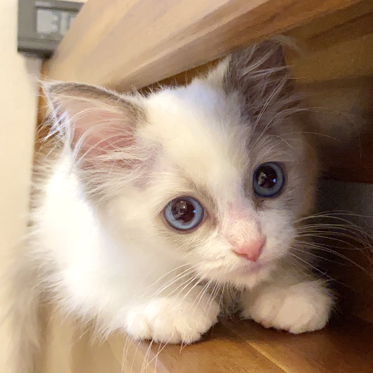 ragdoll0504's tweet image. お迎えしました！
名前は「ミミ」にしました！