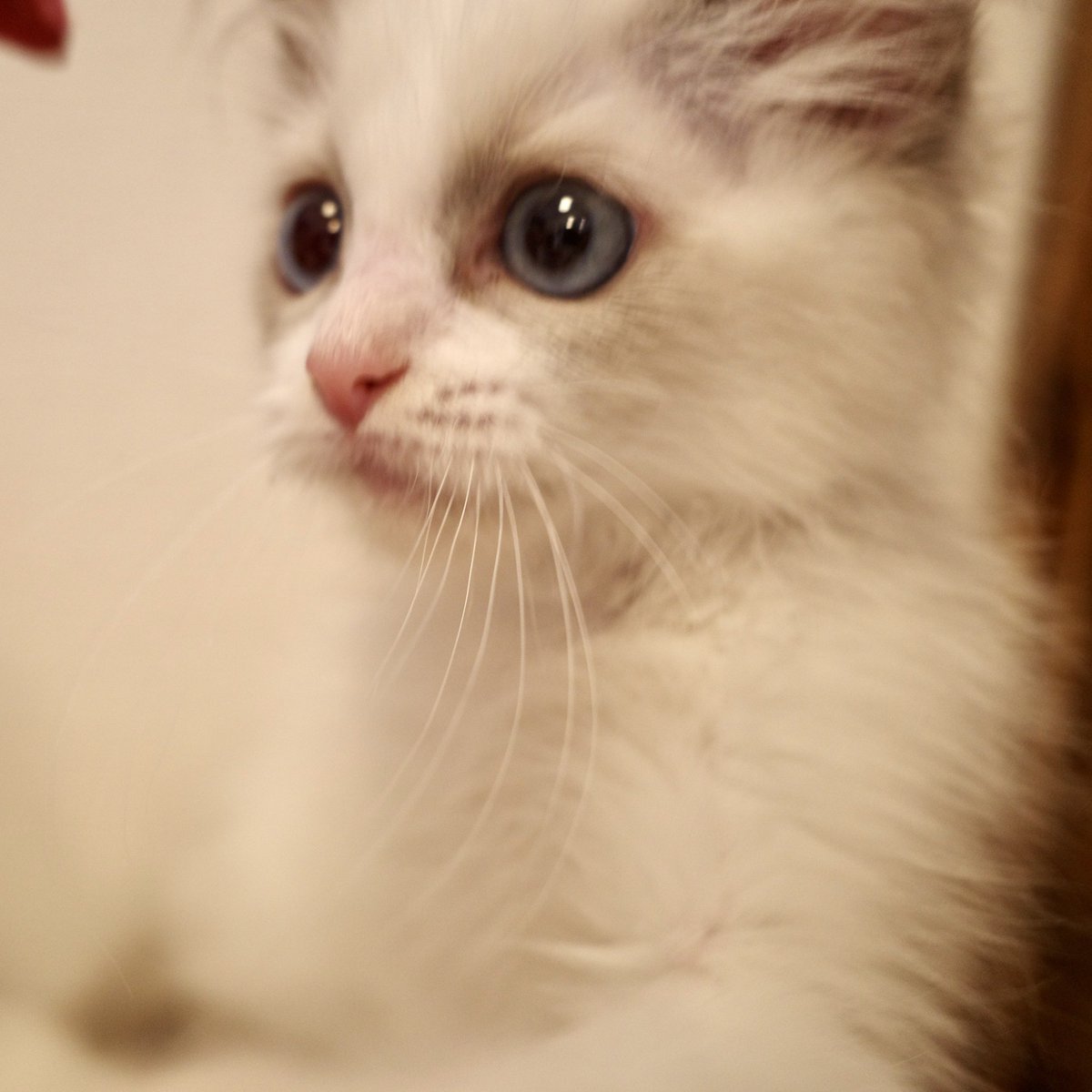 ragdoll0504's tweet image. お迎えしました！
名前は「ミミ」にしました！