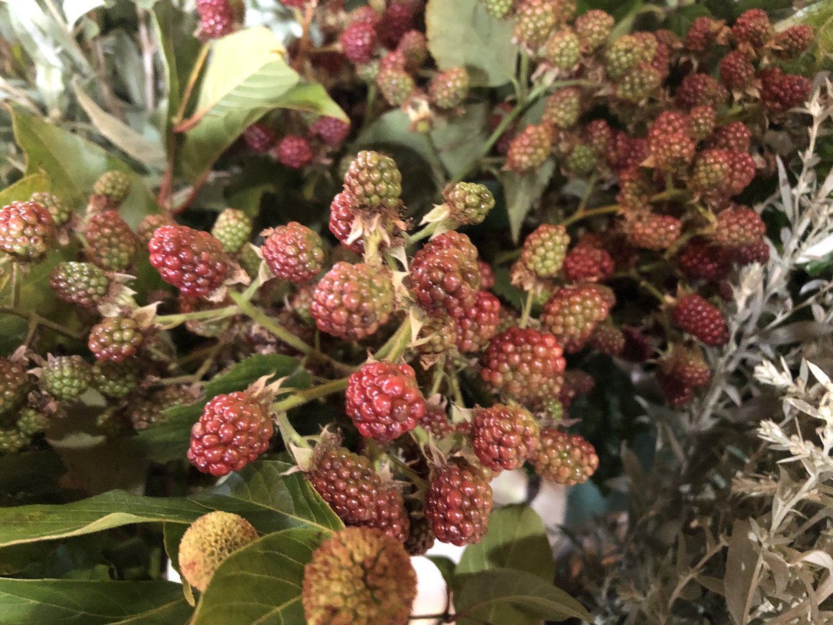 Flower 今週もやって来ました か か 可愛いー コスモグリーン さんから 可愛いセレクト便 ちょっと入れるだけで ナチュラル感が増します ロシアンオリーブ ブッシュミント 赤葉コデマリ ホワイトポプラ ブラックベリーの実と葉