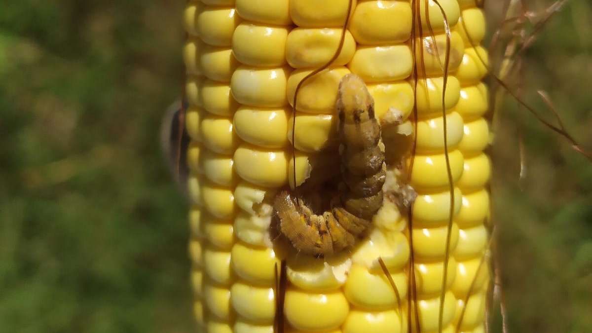 InsectTracker's tweet photo. 🚨Evalio® Insect Tracker, l'actualité des Ravageurs!
Héliothis (ou noctuelle de la tomate🍅) dans le #Sud de la France.
Verte, jaunâtre ou brune... Les chenilles sont de couleur très variable 🎨 
#Cornlover #InsectTracker https://t.co/Mn3mhQXRDg