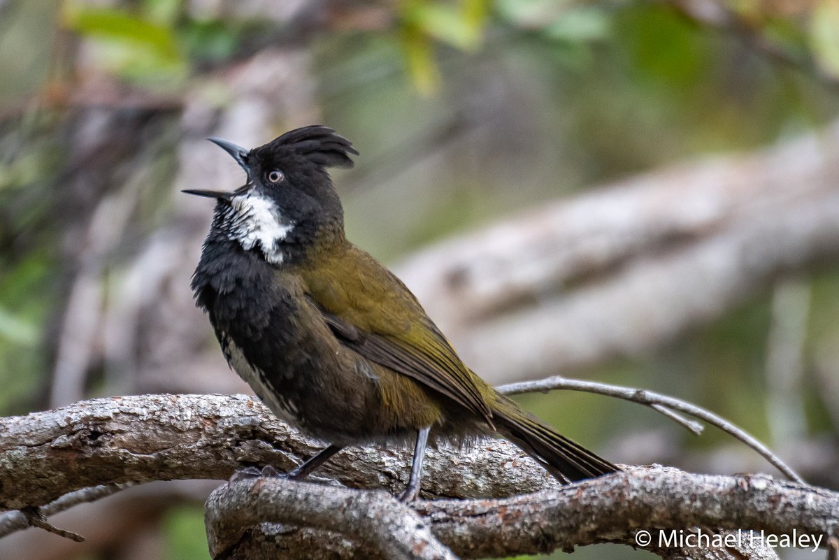 MikeHealey71's tweet photo. Sounds of the Australian bush. Eastern Whipbird calling for his mate. #birdsofaustralia #whipbird #explorebig4 #tathra #tathraitsinournature https://t.co/sFcxHZh9LI