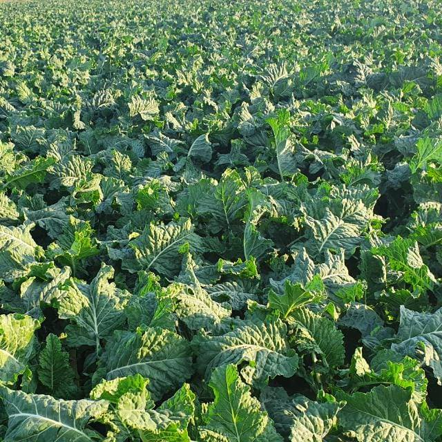 agribusinesszw's tweet image. START TODAY AND FOCUS ON YOUR GOALS!

📷 Odias Shumba