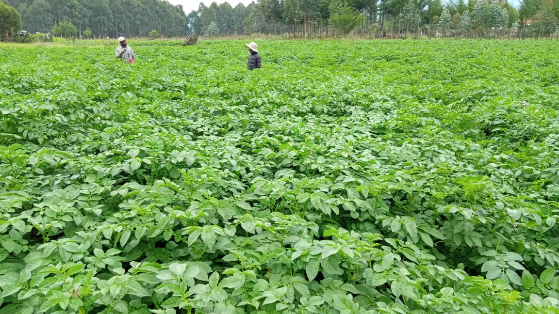 _jsrN's tweet photo. Having a farm chat with Apical cuttings technology potato seeds production group #Greentech. In order to understand the concept of planting high quality potato seeds so that I may replicate this model in my #FarmersHub. #qualityseeds is going to have a positive impact on farmers. https://t.co/OTz6shyDte
