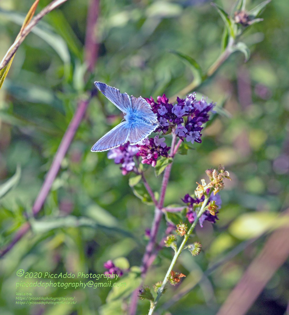 Dxhawk's tweet photo. #Piccaddo #Photography at Hutchinson's Bank Nature reserve New Addington Croydon #Butterflies #butterfly #newaddington #Croydon #NaturePhotography #nature #positivity #PositiveVibes #imagesofpeace #beautiful #love #protect #photooftheday Find more on #Instagram #Facebook https://t.co/Hn4IAs87kw