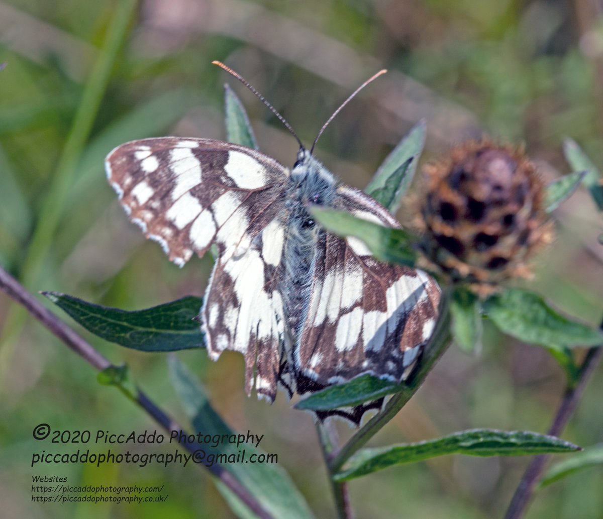 Dxhawk's tweet photo. #Piccaddo #Photography at Hutchinson's Bank Nature reserve New Addington Croydon #Butterflies #butterfly #newaddington #Croydon #NaturePhotography #nature #positivity #PositiveVibes #imagesofpeace #beautiful #love #protect #photooftheday Find more on #Instagram #Facebook https://t.co/Hn4IAs87kw