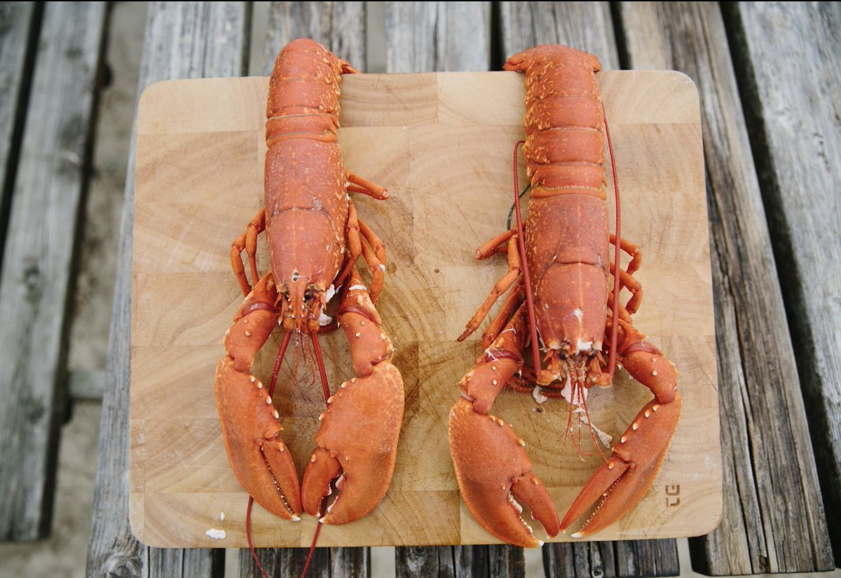 coastmag's tweet photo. Have you had the chance to eat some lovely fresh seafood when dining out since lockdown? Share with our ocean-loving community who enjoy a taste of the sea! #coasthour 
~
Pic cred: James Bowden
#seafood #lobster #lovethesea #ukcoast #coastalfood https://t.co/LRoIgrDMN8