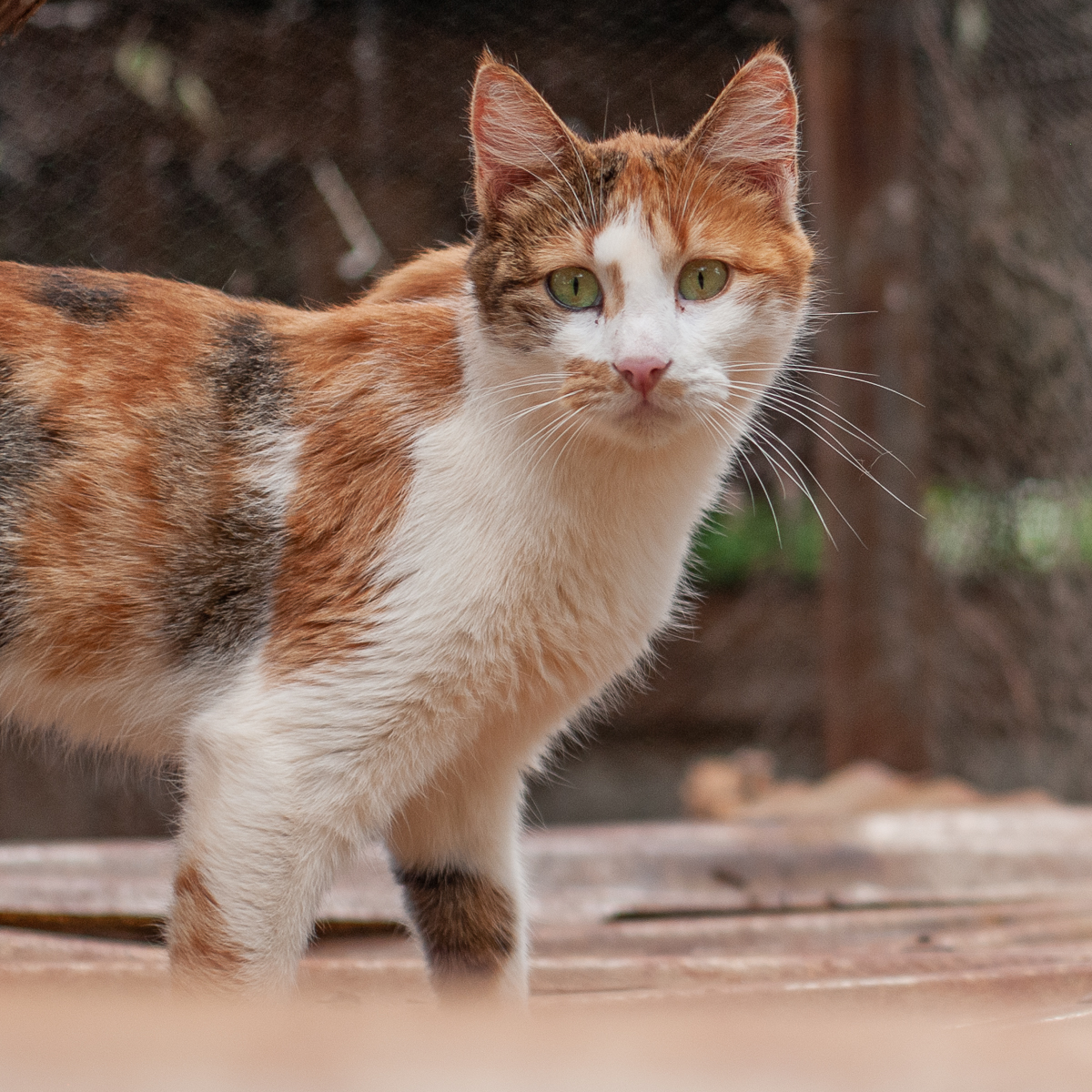 XpatLinkkenya's tweet photo. Diva is 4 years old. She is vaccinated, spayed and is very playful.. Looking for a New Home.
Contact Ian or Benson- 0733571125
https://t.co/uZBl0di0L2
#petsforadoption #catlovers #Jerotich #Nigerians #KameneAndJalas #Ngong #bbnaijalockdown2020 #JKLive https://t.co/Ze8mVaX1iA