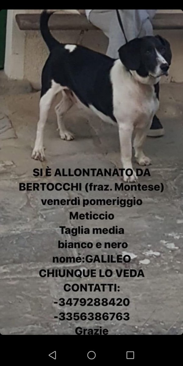 _Phinny_'s tweet photo. ⚠️⚠️RAGAZZI IMPORTANTE VI PREGO DI CONDIVIDERE IL PIÙ POSSIBILE UNA MIA AMICA HA PERSO IL SUO CANE A MONTESE IN PROVINCIA DI MODENA AIUTATELA A RITROVARLO⚠️⚠️ https://t.co/KAUGnFqkBT