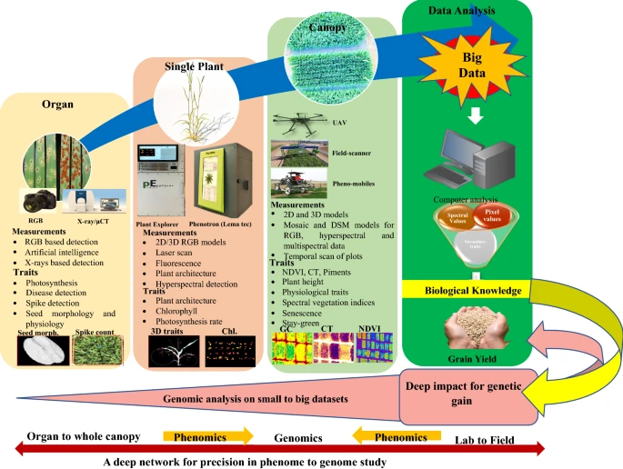 TheorApplGenet's tweet photo. Appraisal of wheat genomics for gene discovery and breeding applications: a special emphasis on advances in Asia https://t.co/vyZaddhV4o https://t.co/dBzTqiMYZF