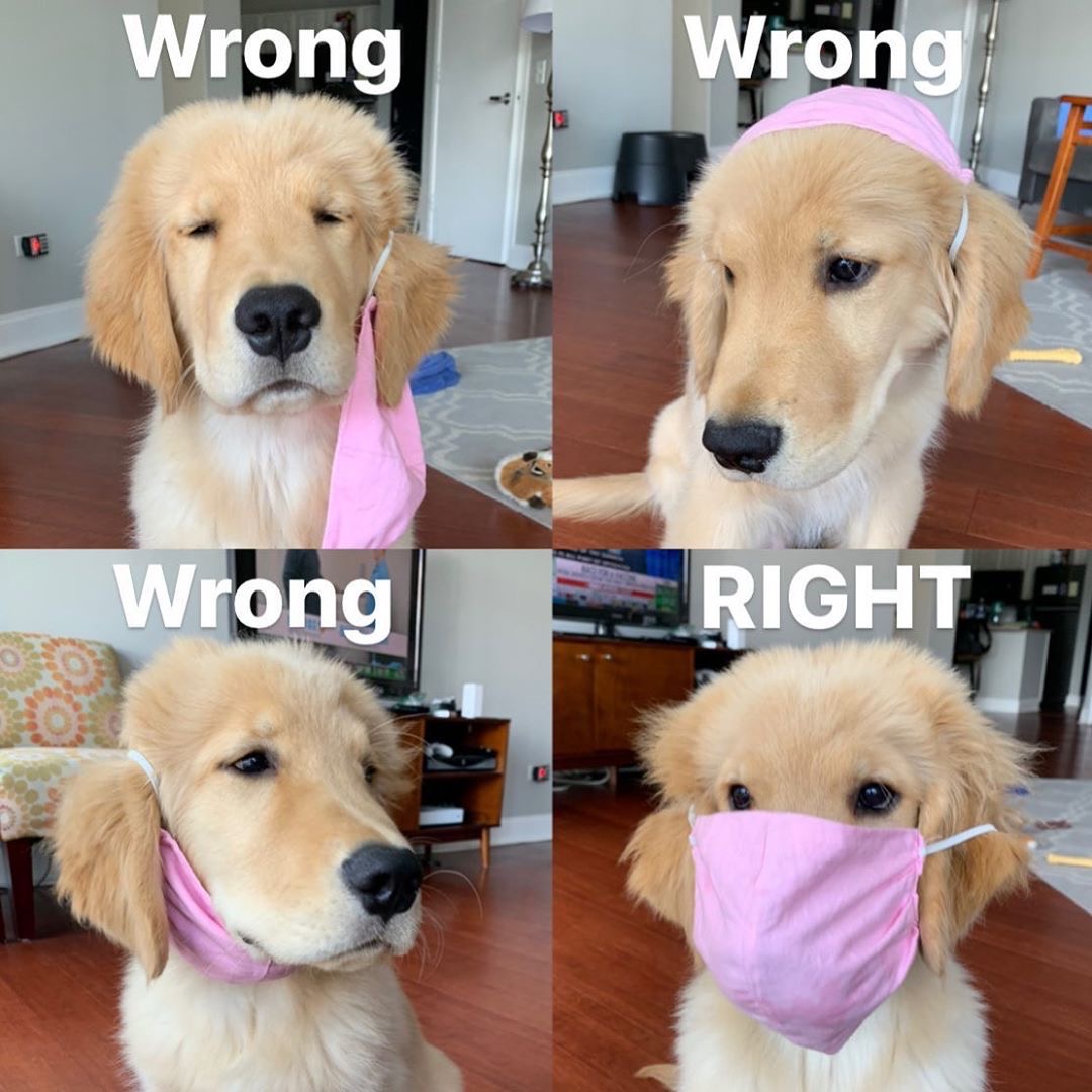 coolpawsuk's tweet image. As of today, we need to wear masks in shops there in England. 
Floofy reminder on how to do that! Thanks @thegolden.archie #facemasks #dogsbeingbasic #classydogs #puppiesofig #puppy #sweetdog #goodboi