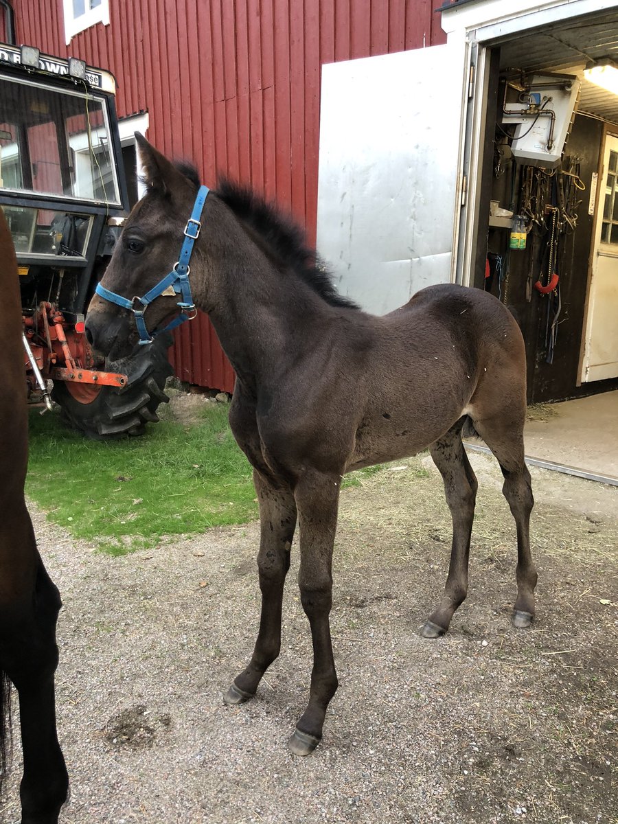 annacmelin's tweet photo. Så roligt att storebror Lugo igår vann igen för @Oberglund2 Såg fin ut! https://t.co/mIvMtirNqr