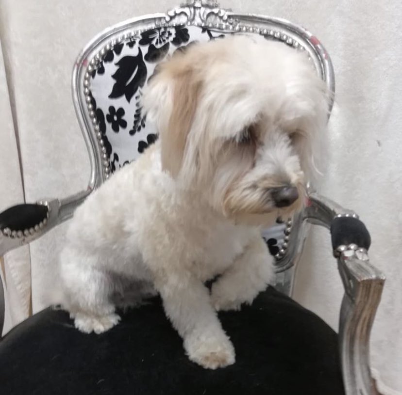 poshpupskew's tweet photo. Here’s Lino before &amp; after their groom 💕 🐾 #kew #Richmond #doggrooming #dogsoftwitter https://t.co/LKBDZQk583