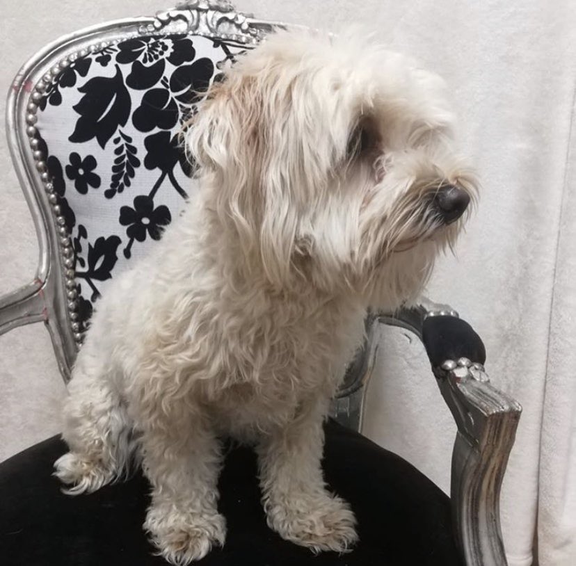 poshpupskew's tweet photo. Here’s Lino before &amp; after their groom 💕 🐾 #kew #Richmond #doggrooming #dogsoftwitter https://t.co/LKBDZQk583