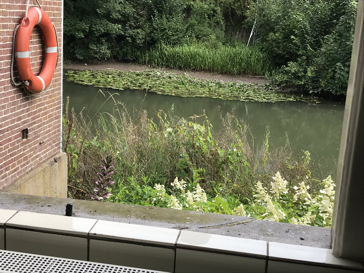 RennySteinvoort's tweet photo. Laag #waterpeil💦 in de Kromme Rijn #Cothen @HDSR_waterschap @GemWbDuurstede https://t.co/4yWpL3Jdjz