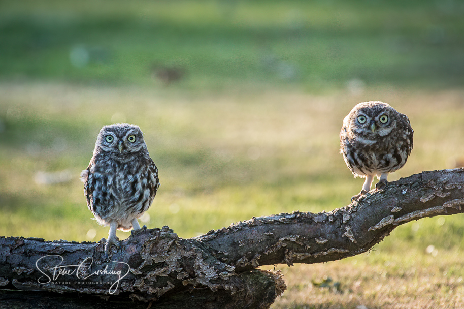 stevecush1's tweet photo. Two Little Owls engaged in a staring competition on 23rd July 2014. #owl #littleowl https://t.co/TvwsNCAoNz