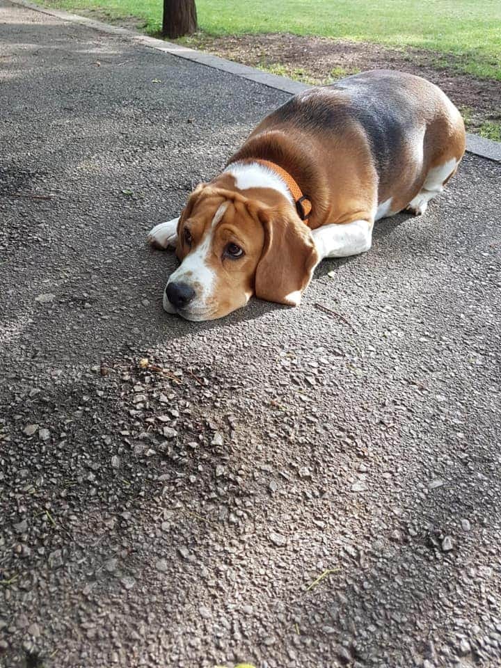 SosAbuelos1's tweet photo. SEVILLA 
Buscamos casa para Curra, tiene 7 años.
Su dueño ha fallecido por coronavirus, y se ha quedado solita.

Mónica 639 284 688 https://t.co/GqQOPodvxC
