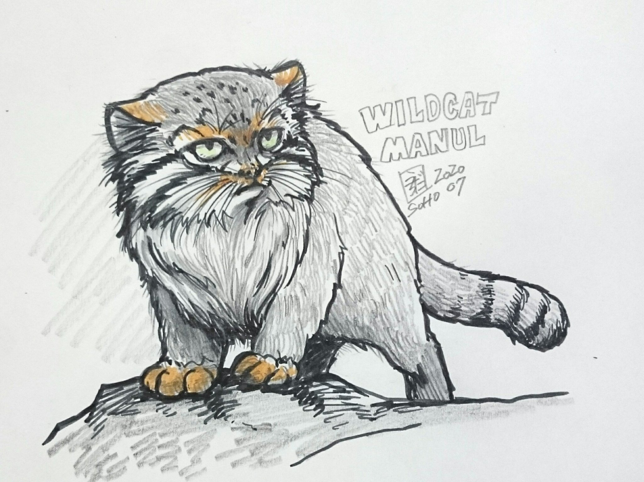 モフリシャス タヌーン マヌルイラスト練習中 全身 彩色の練習 マヌルさんは 三毛猫の色 白 黒 オレンジが絶妙に混ざり合ってるから面白い マヌルネコ Manul Pallascat 猫イラスト Wildcat 猫 T Co Rhaxdz4div Twitter
