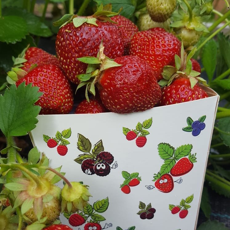 PyrollPackaging's tweet photo. Suomalainen marjasato kypsyy hyvää vauhtia. 👍🇫🇮😀Pyrollin suomalaiset kartonkiset marjarasiat ovat myös kypsyneet toimitettavaksi. #pyroll #pakkaukset #marjat #marjarasia #mansikka #mustikka #vadelma https://t.co/pPupTDHgob