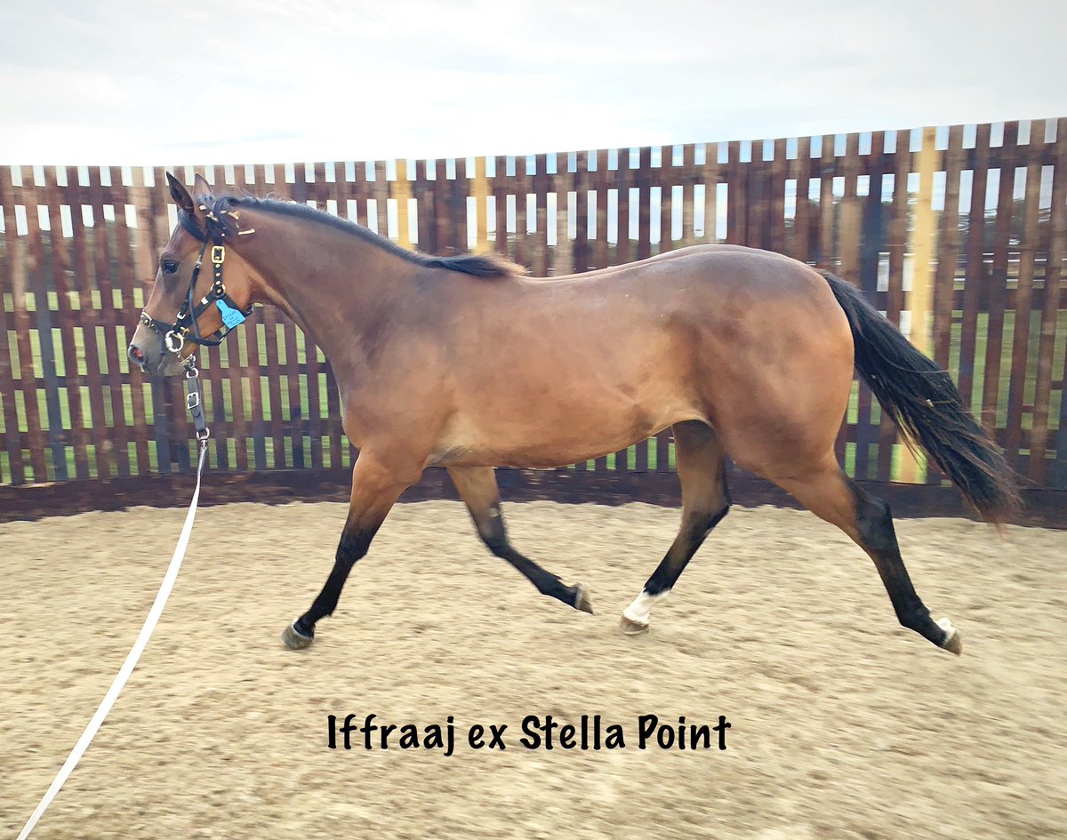 wickhamwicks's tweet photo. Iffraaj ex Stella Point filly enjoying her work this morning ahead of her date with @GoffsUK yearling sales #easyontheeye #GoodMover๐ https://t.co/Ugbgnwi4LK
