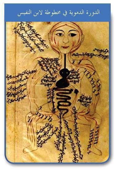 IBN-NAFIS : Discovered Pulmonary Circulation, Coronary Circulation, Capillary Circulation, Pulsation, One of the first to give the anatomy of Lungs proved that the brain, rather than the heart, was the organ responsible for thinking and sensation.
