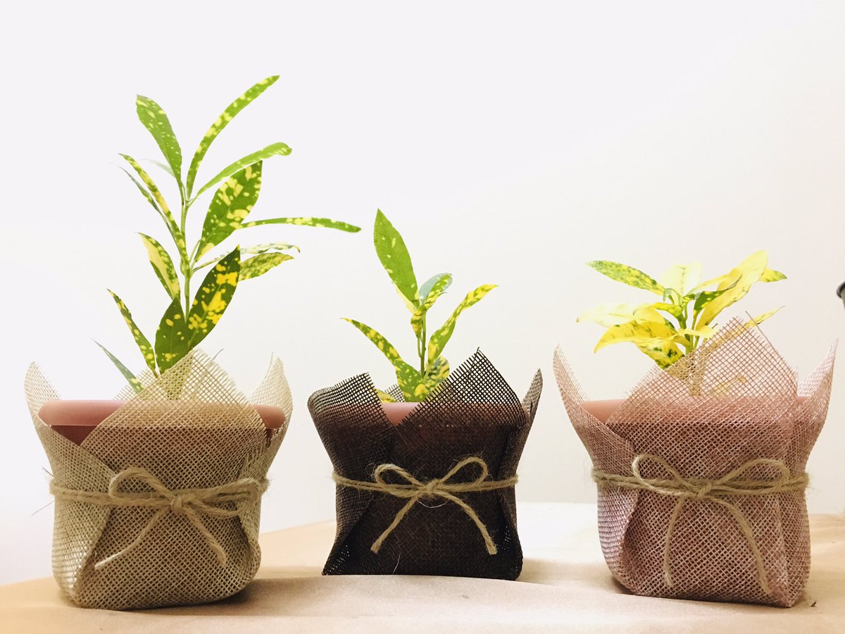 sanseveria_'s tweet photo. صباح الخير💛✨
كيف حال نباتاتكم؟ 🌱 https://t.co/gmDWfPp7mk
