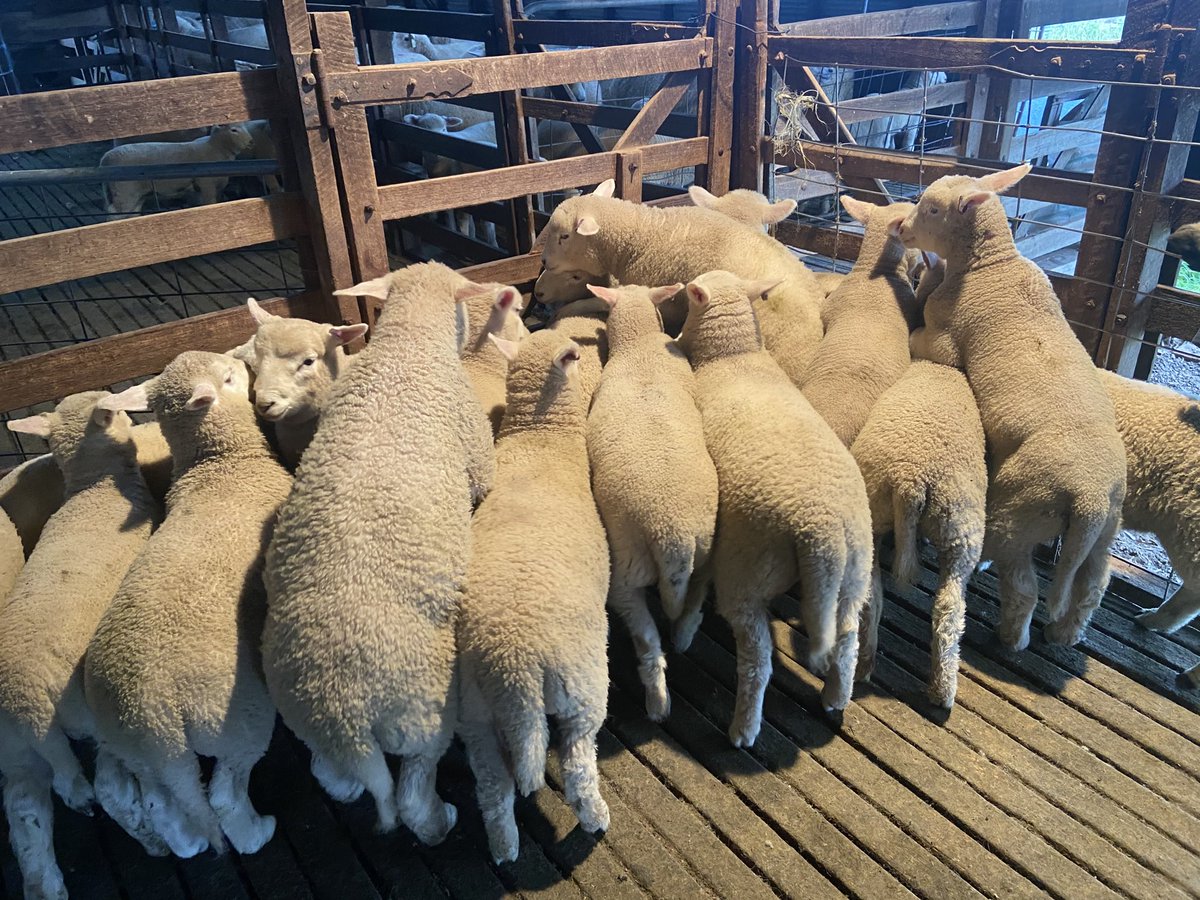 LambproHolbrook's tweet image. The one day of the year when having plenty of muscle in the Primeline Maternal is over rated #wrongsideofthefence