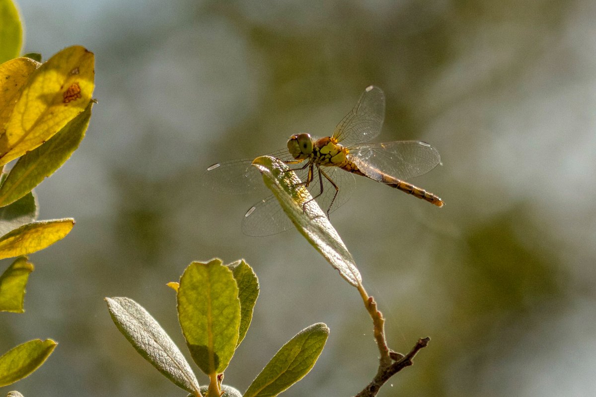 PictureMeWilde's tweet photo. Some images to share as part of #DragonflyWeek2020. Absolutely mesmerising to watch #HomeWithOlympus #dragonflyweek @BDSdragonflies https://t.co/aoWggx556P