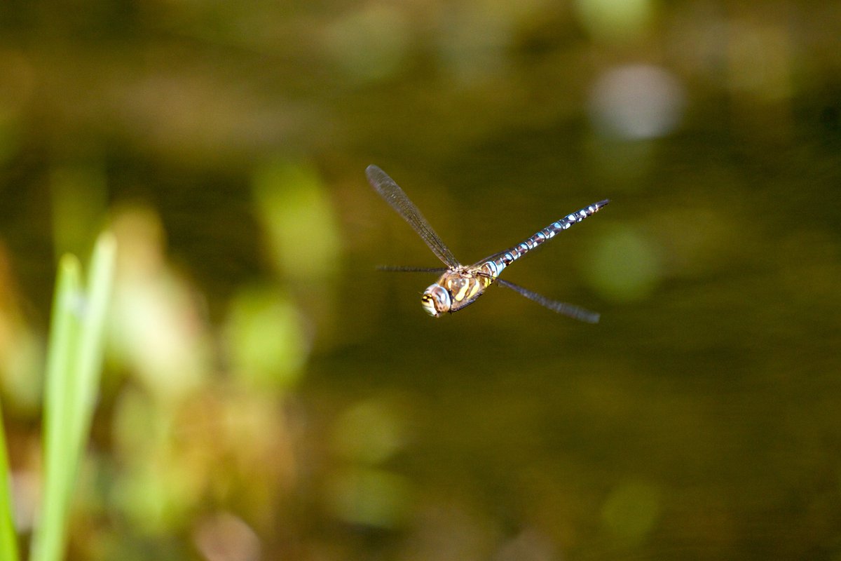 PictureMeWilde's tweet photo. Some images to share as part of #DragonflyWeek2020. Absolutely mesmerising to watch #HomeWithOlympus #dragonflyweek @BDSdragonflies https://t.co/aoWggx556P
