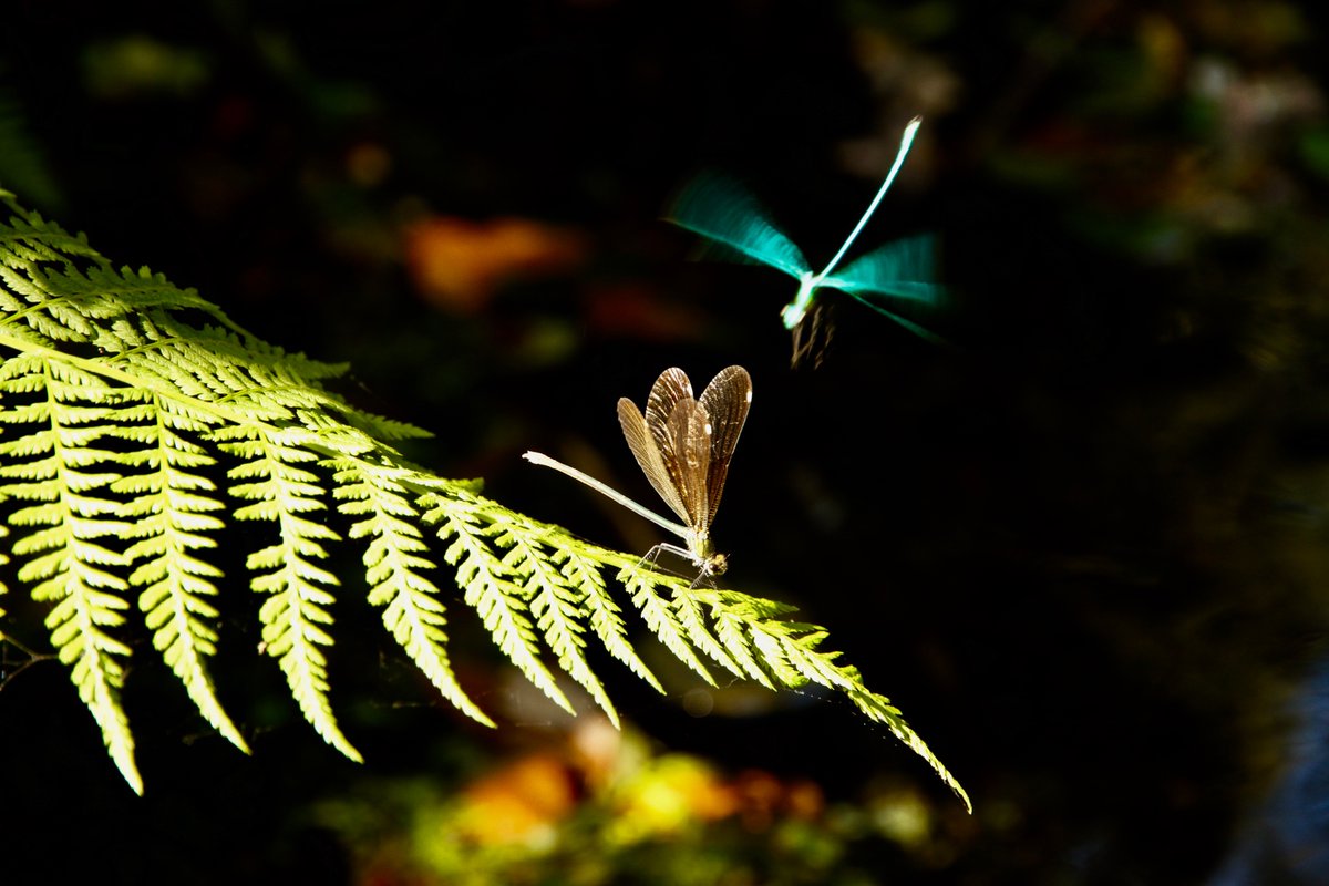 PictureMeWilde's tweet photo. Some images to share as part of #DragonflyWeek2020. Absolutely mesmerising to watch #HomeWithOlympus #dragonflyweek @BDSdragonflies https://t.co/aoWggx556P
