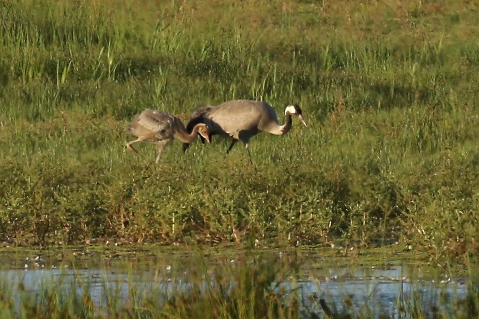 LincsWildlife's tweet photo. We are delighted to announce that cranes have bred on our Willow Tree Fen Nature Reserve, a first for Lincolnshire for about 400 years. There are currently two adults and a well grown chick on the reserve. The reserve is therefore still closed to the public. However… https://t.co/EXjYKvo5xc