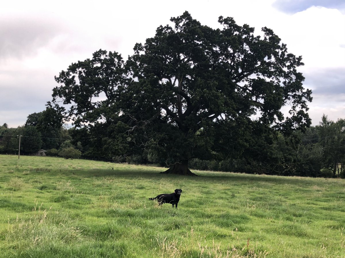 no1sueaverill's tweet photo. It’s not easy trying to measure a magnificent ancient oak tree with a tape measure... I’ll be back later with a huge roll of string & then register it with the WOODLAND TRUST’s Ancient Tree Inventory 🙌🏻@WoodlandTrust https://t.co/COklONXnsz