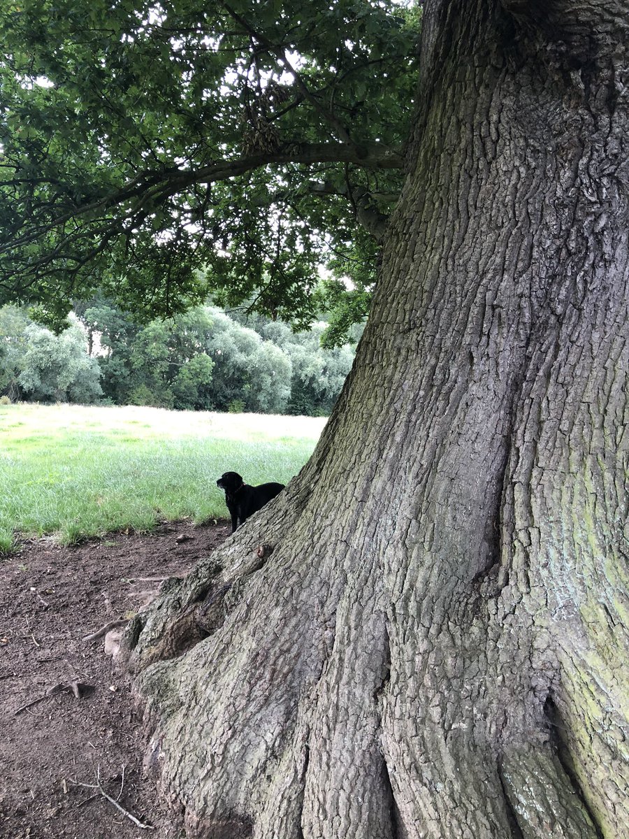 no1sueaverill's tweet photo. It’s not easy trying to measure a magnificent ancient oak tree with a tape measure... I’ll be back later with a huge roll of string & then register it with the WOODLAND TRUST’s Ancient Tree Inventory 🙌🏻@WoodlandTrust https://t.co/COklONXnsz