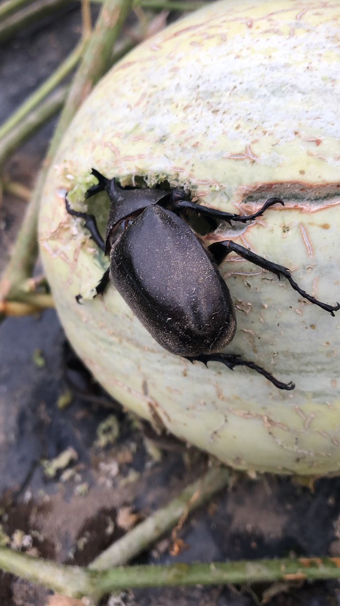 らじ カブトムシにメロン見つけられちゃった 美味しいでしょ 食べてね ラジ農