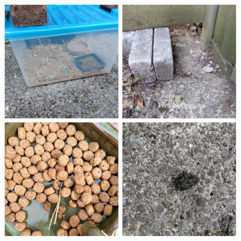 VegPlotVentures's tweet photo. Please help our hogs! I made a feeding station from an old toy storage box and I think we've had a visitor overnight! 🦔❤️ Even just a dish of water will help. #thirstaid #helpforhogs https://t.co/poGjRKXQbM