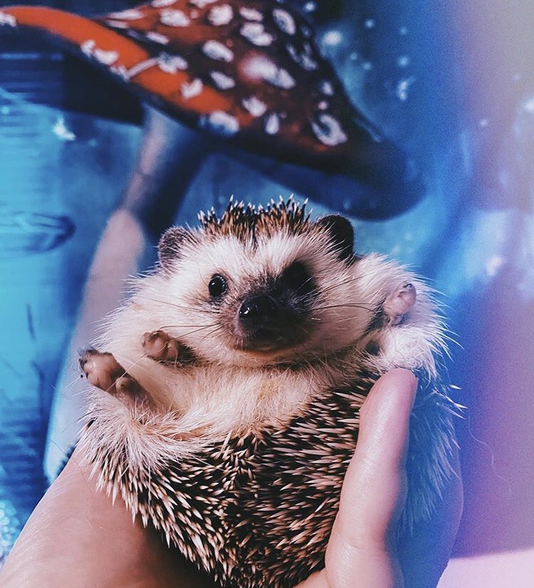 daily__hedgehog's tweet photo. Thursday 23rd July, 2020 https://t.co/WG3Mq47DDK