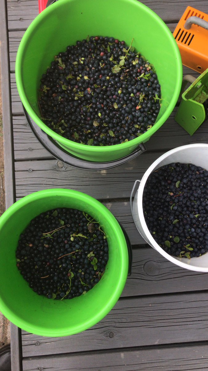 Team FoodPosi has spent a LOT time in forests this summer 🧡 Absolutely the best berry year for ages! Even for #cloudberry , which usually grows in only northern parts of Finland 😱 #foodpositivity #blueberry #berries #finland