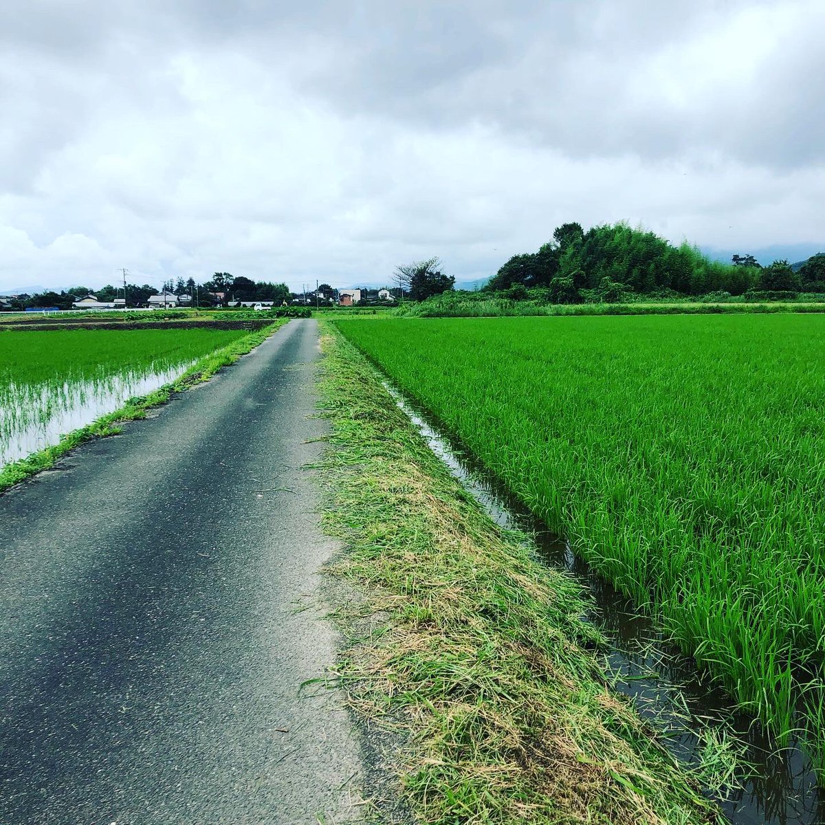 セブンスアグリ 田んぼあぜ道の草刈り終了 2週間くらいでまた伸びる 農業 草刈り 稲作 田んぼ ヒノヒカリ T Co Dmjutbkvul Twitter