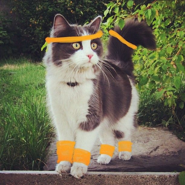 bentar, capek, ngeretekin jari dulu biar ga pegel, WOHA WOHA, ZUMBAMENG!