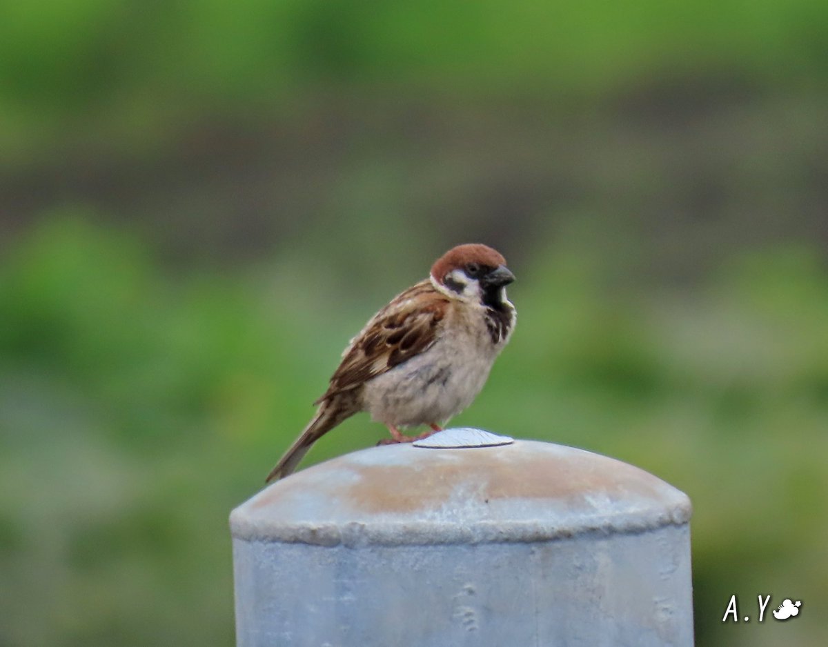 yumeasutw's tweet photo. ホッと一息🐦
🚫道路標識の横向きポールの中で、子育て中のスズメさん。
忙しい育児の合間に、辺りを警戒しつつポールに佇み休憩中。
#スズメ #雀 #Sparrow
#野鳥 #bird
#a2020 #a0724 #a202007
#a2020074 https://t.co/XUdlSWE8Xy