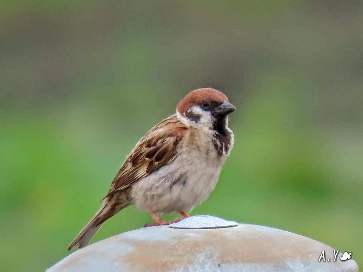 yumeasutw's tweet photo. ホッと一息🐦
🚫道路標識の横向きポールの中で、子育て中のスズメさん。
忙しい育児の合間に、辺りを警戒しつつポールに佇み休憩中。
#スズメ #雀 #Sparrow
#野鳥 #bird
#a2020 #a0724 #a202007
#a2020074 https://t.co/XUdlSWE8Xy