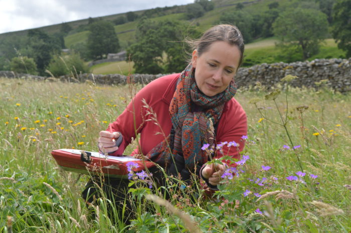 yorkshire_dales's tweet image. The @TNLUK are funding one of the most significant nature programmes in the UK. #Swaledale and Teesdale are set to be connected and restored.  

The work will be carried out in partnership by the #YorkshireDales National Park and @NorthPennAONB

More 👉 yorkshiredales.org.uk/national-lotte…