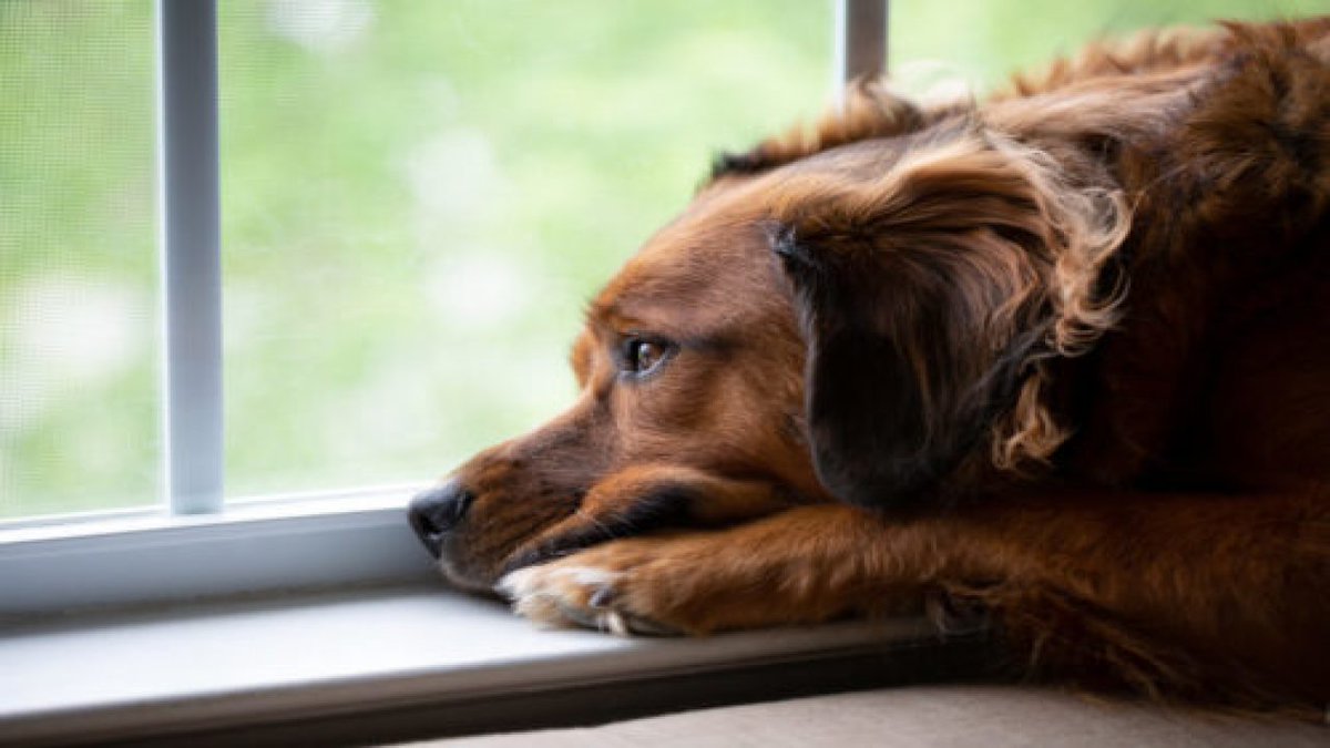 For the last 3 months, our #pets have had our #companionship for almost 24/7, and we may get back to work sooner than we expected.
Prepare them for the return to your regular routines – similar feeding times, exercise breaks, playtime, and bedtime #cuddles. 🐶🐹😿

#PetsInTheCity