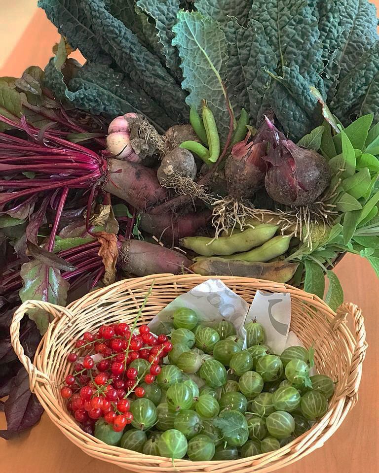 RediscoveryCtr's tweet photo. Freshly picked and washed organic fruit and vegetables from our roof garden are currently free with every purchase in our Café or in the Eco Store. Gooseberries, red currants, beetroot, broad beans and more. https://t.co/lq7RnxMNLI