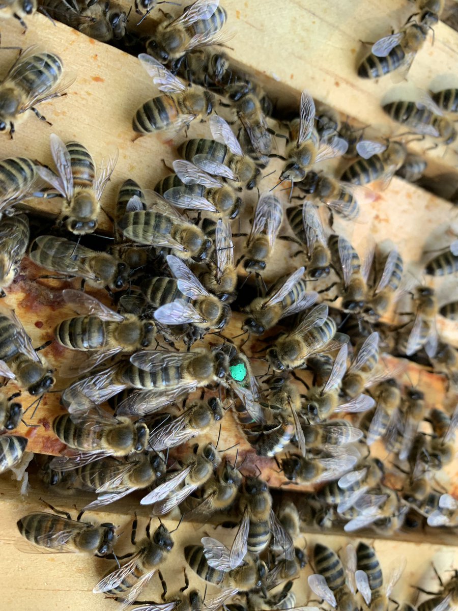 wealdbees's tweet photo. our branch offers another taster experience for beginners on 28.07.20 at our apiary in Frittenden. We have 4 more places available. Costs will be £50 for the day. For more information please contact us at: info@wealdbeekeepers.com 🐝 https://t.co/mvO3GHV2ZL